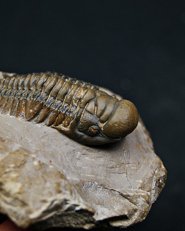 SONY DSC Trilobite Crotalocephalus gibbus