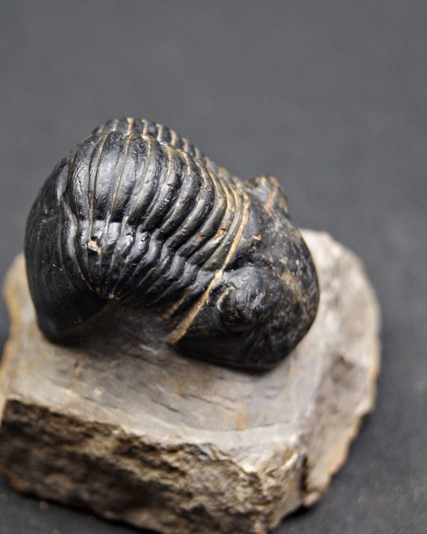 Paralejurus raro y semienrollado