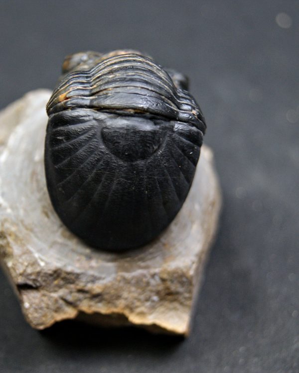 Paralejurus raro y semienrollado