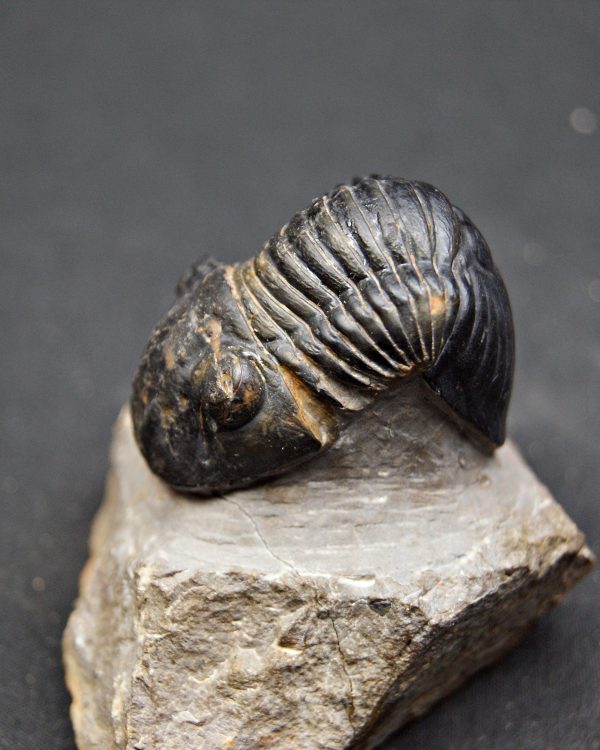 Paralejurus raro y semienrollado