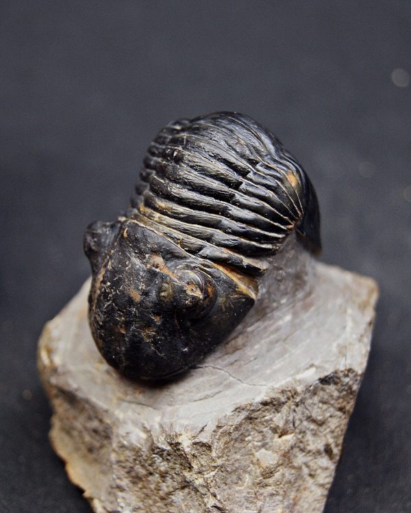 Paralejurus raro y semienrollado