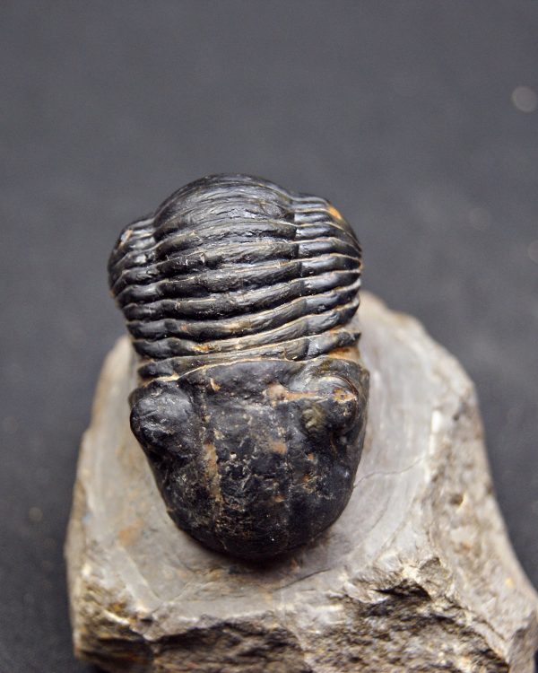 Paralejurus raro y semienrollado