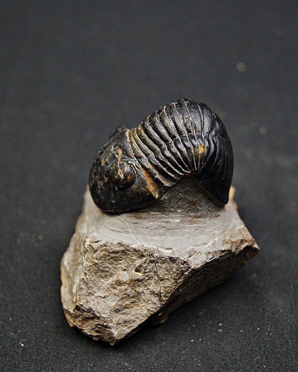 Paralejurus raro y semienrollado