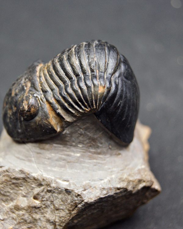 Paralejurus raro y semienrollado