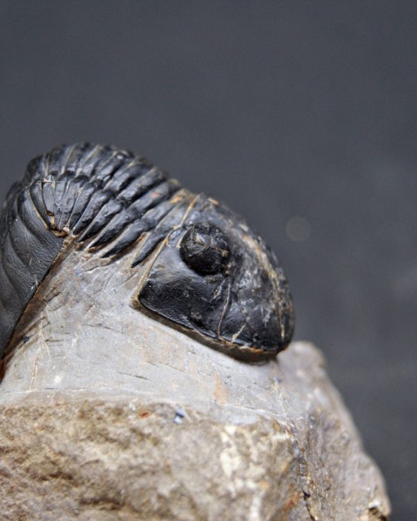 Paralejurus raro y semienrollado