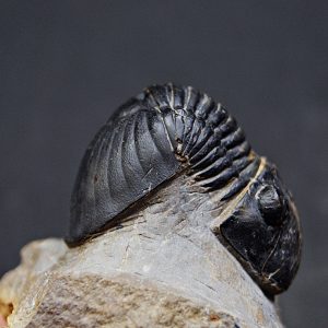 Paralejurus raro y semienrollado