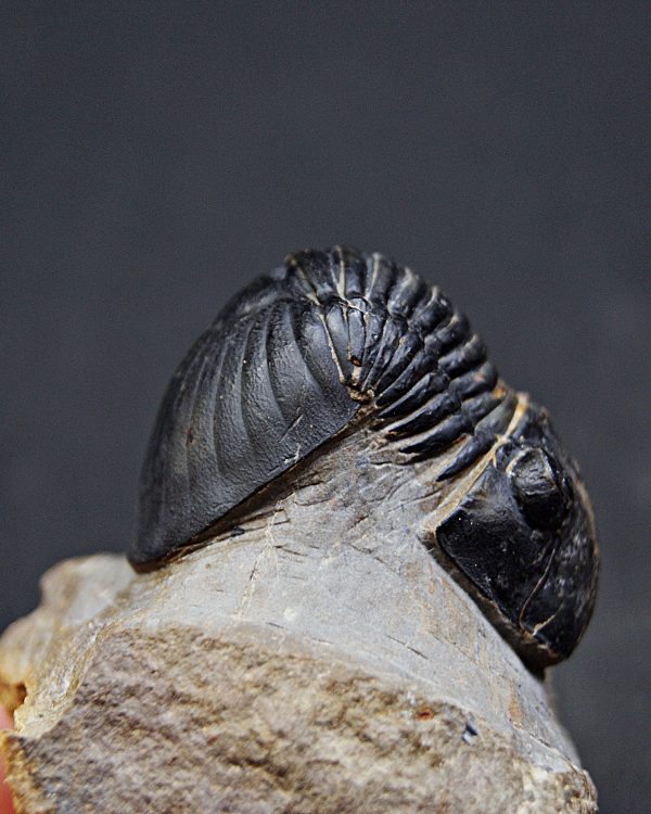 Paralejurus raro y semienrollado