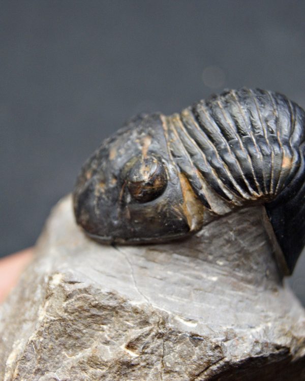 Paralejurus raro y semienrollado