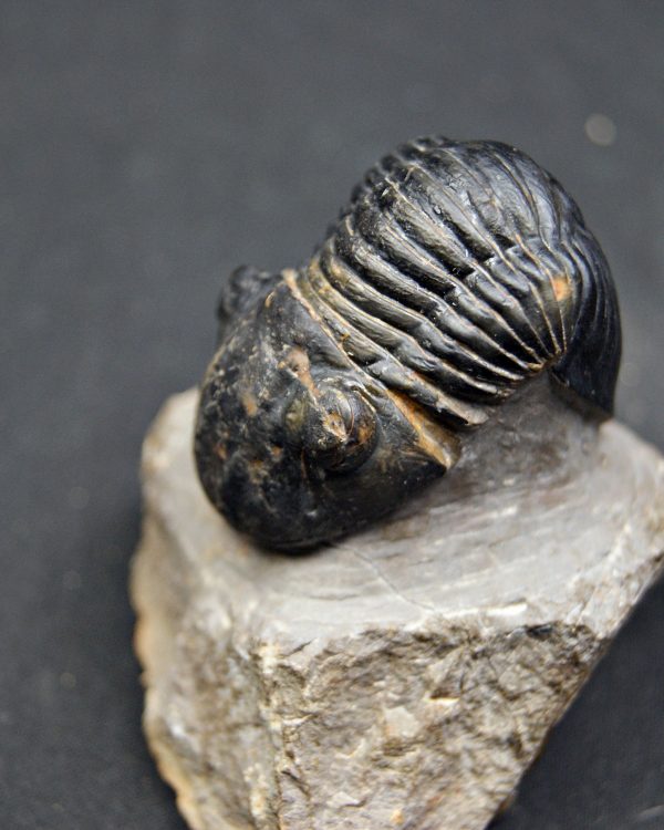 Paralejurus raro y semienrollado