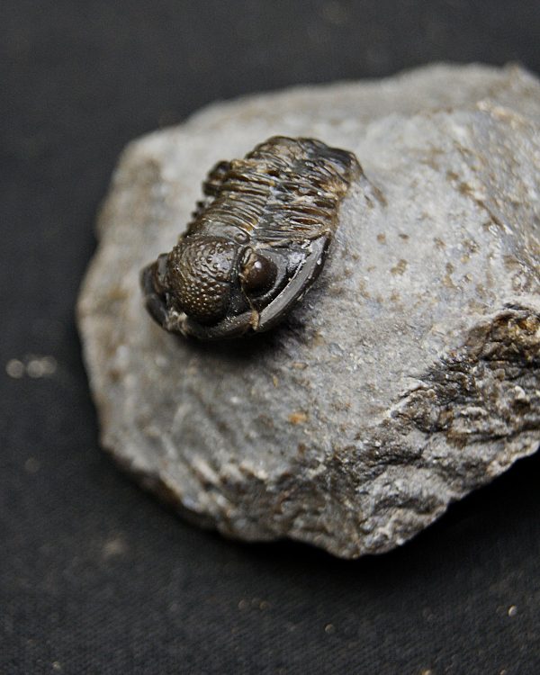 SONY DSC Trilobite Proetus granulosus