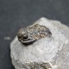 SONY DSC Trilobite Proetus granulosus