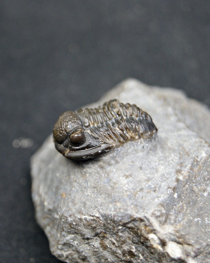 Trilobite Proetus granulosus