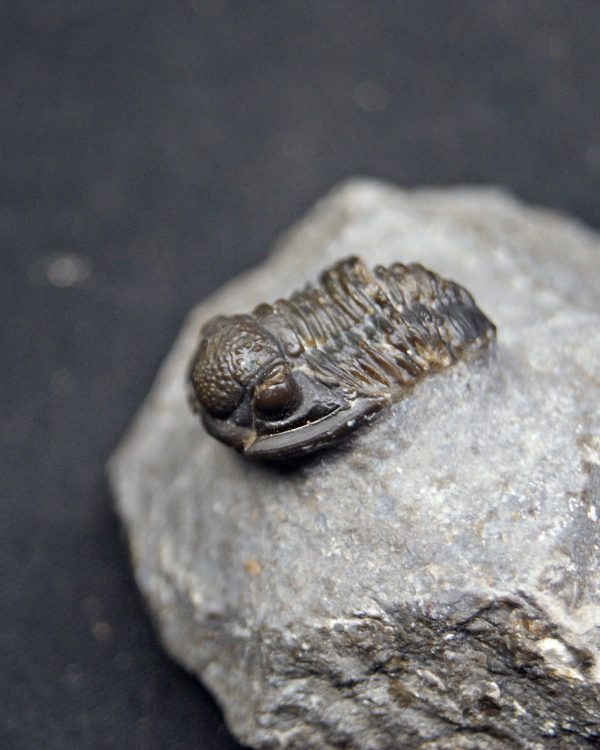 SONY DSC Trilobite Proetus granulosus