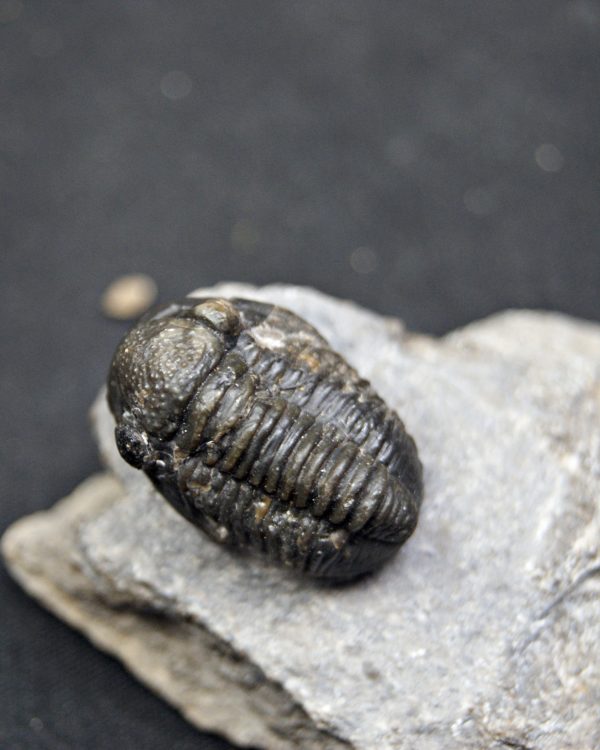 SONY DSC Trilobite Proetus de alta calidad