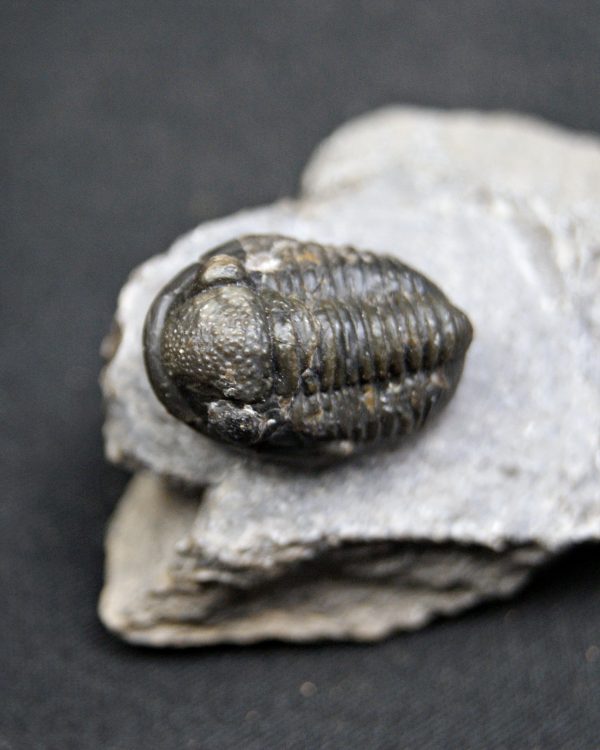 SONY DSC Trilobite Proetus de alta calidad