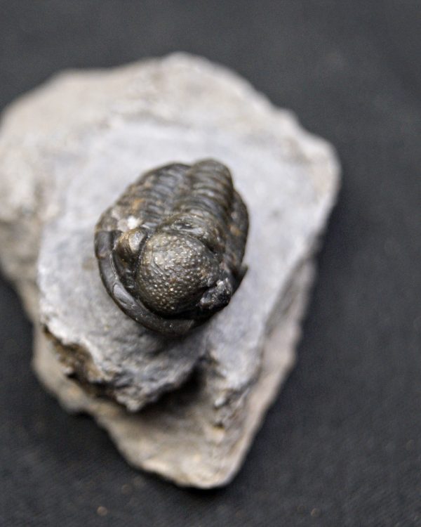 SONY DSC Trilobite Proetus de alta calidad