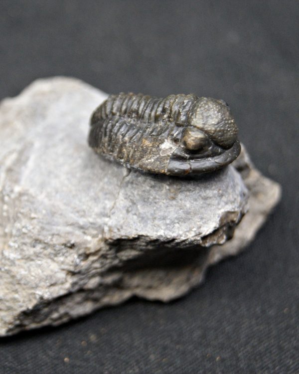 SONY DSC Trilobite Proetus de alta calidad