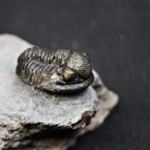 Trilobite Proetus de alta calidad