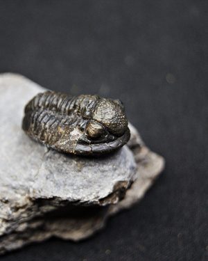 SONY DSC Trilobite Proetus de alta calidad