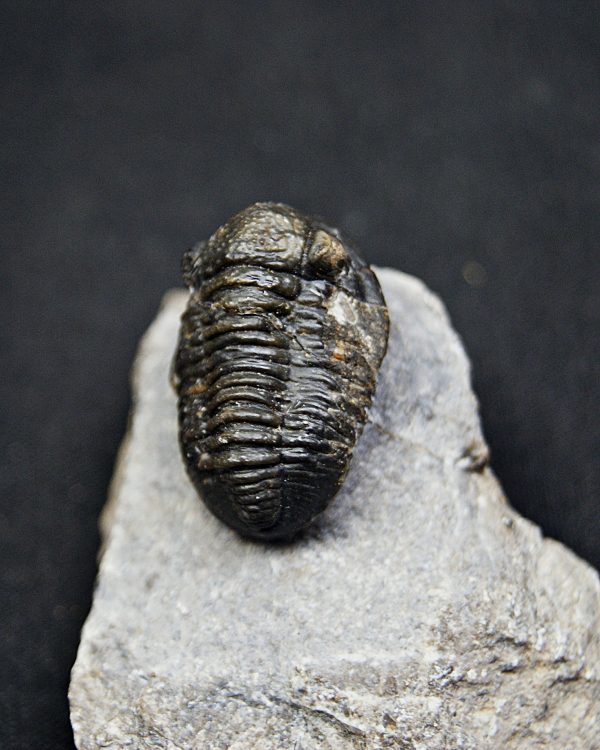 SONY DSC Trilobite Proetus de alta calidad