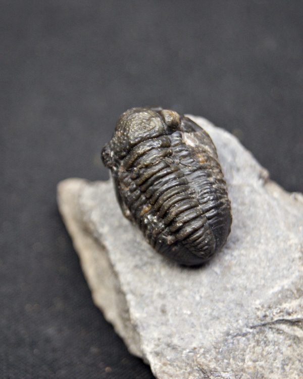 SONY DSC Trilobite Proetus de alta calidad