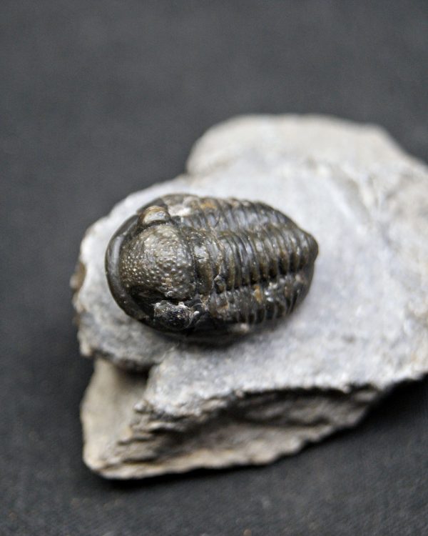 SONY DSC Trilobite Proetus de alta calidad