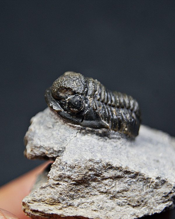 SONY DSC Trilobite Proetus de alta calidad