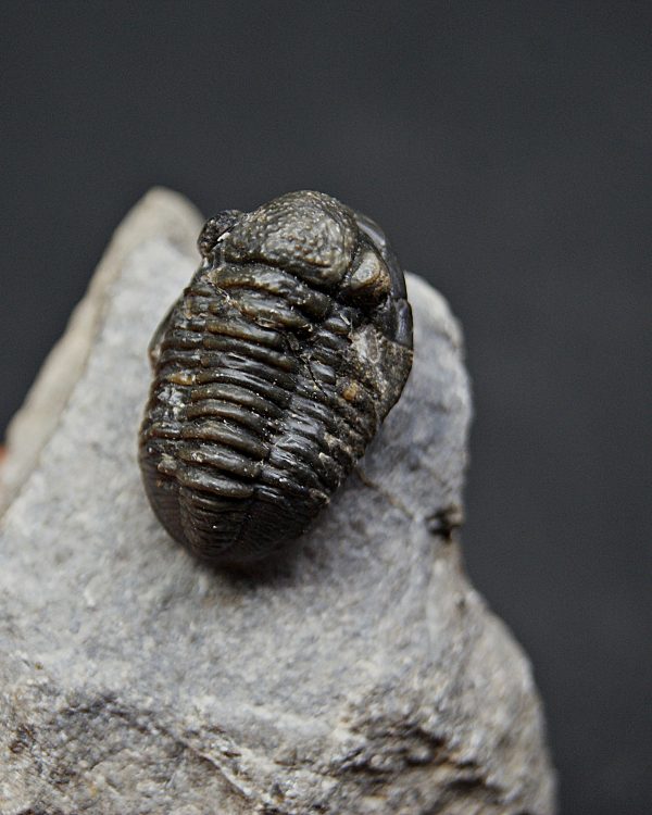 SONY DSC Trilobite Proetus de alta calidad