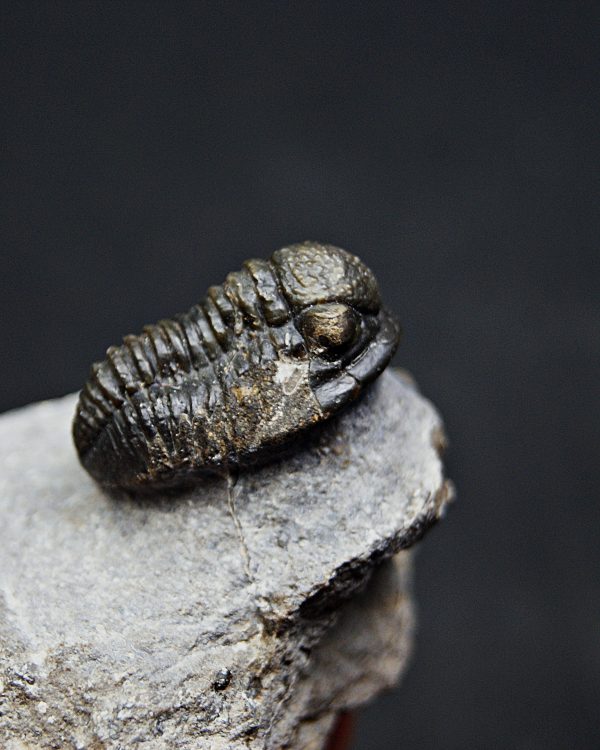 SONY DSC Trilobite Proetus de alta calidad