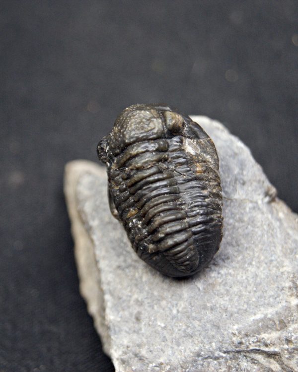 SONY DSC Trilobite Proetus de alta calidad