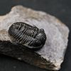 SONY DSC Trilobite Proetus granulosus