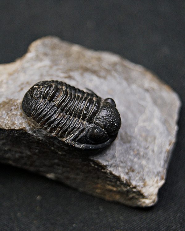 SONY DSC Trilobite Proetus granulosus