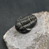 SONY DSC Trilobite Proetus granulosus