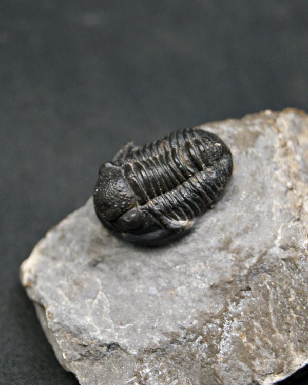 SONY DSC Trilobite Proetus granulosus