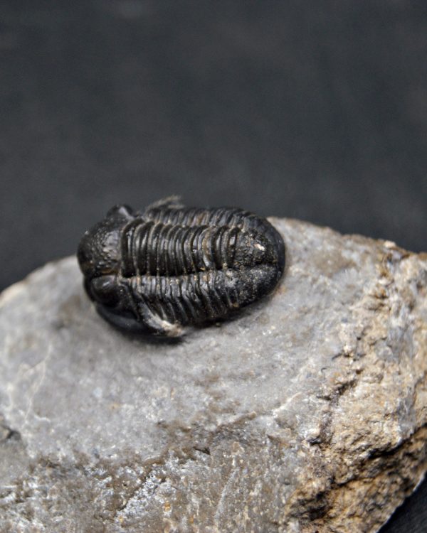 SONY DSC Trilobite Proetus granulosus