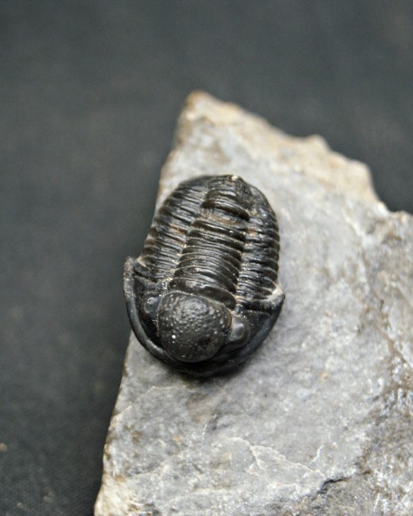 SONY DSC Trilobite Proetus granulosus