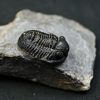 SONY DSC Trilobite Proetus granulosus