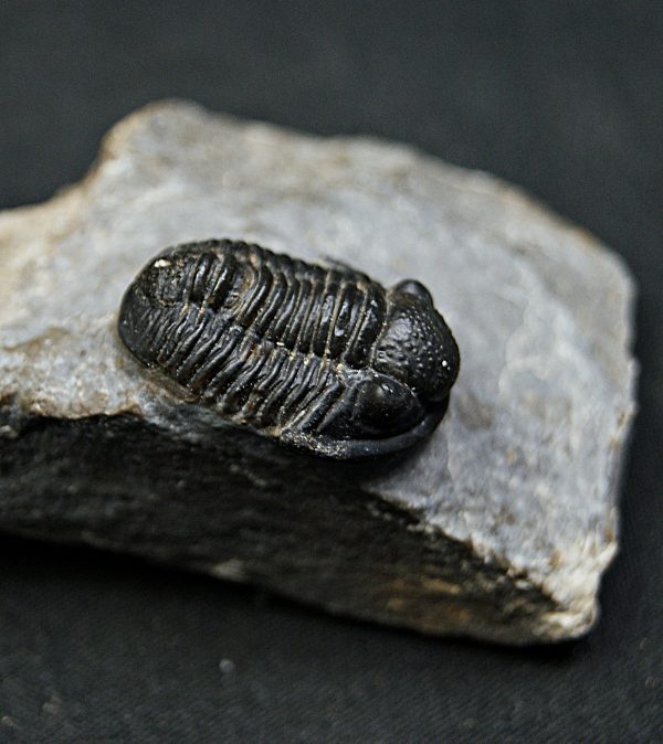 SONY DSC Trilobite Proetus granulosus