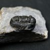 SONY DSC Trilobite Proetus granulosus