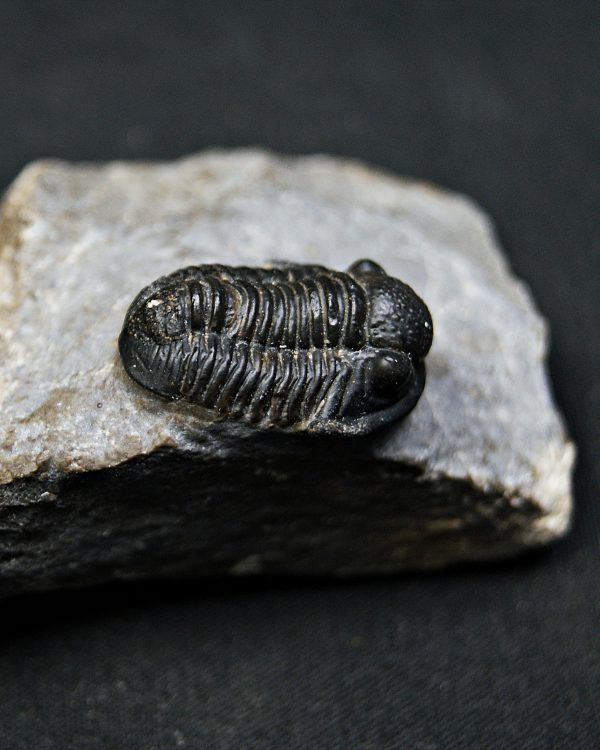 SONY DSC Trilobite Proetus granulosus