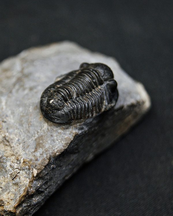 SONY DSC Trilobite Proetus granulosus
