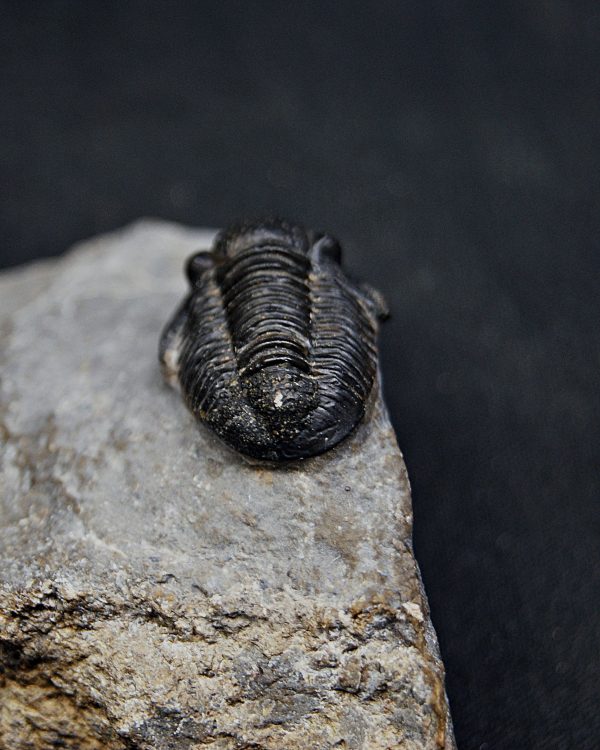 SONY DSC Trilobite Proetus granulosus