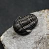 SONY DSC Trilobite Proetus granulosus