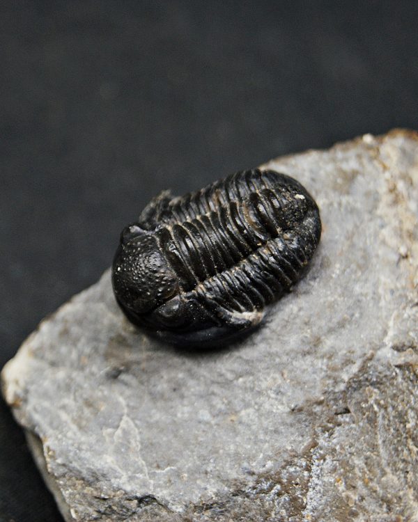 SONY DSC Trilobite Proetus granulosus