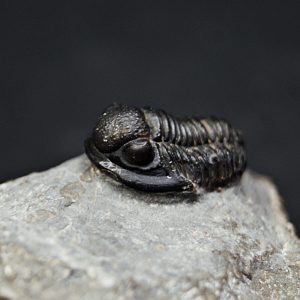 Trilobite Proetus granulosus