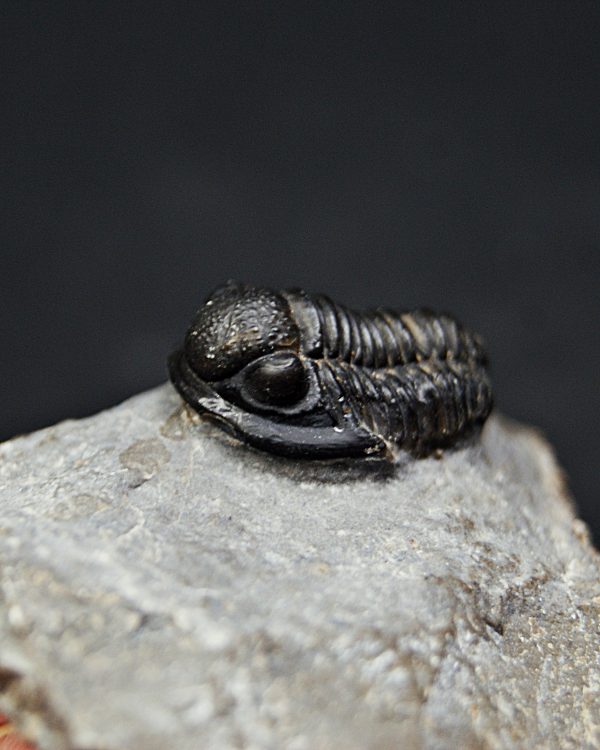 SONY DSC Trilobite Proetus granulosus