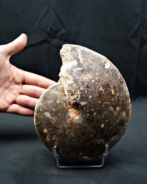 SONY DSC Amonite fósil completo de gran tamaño