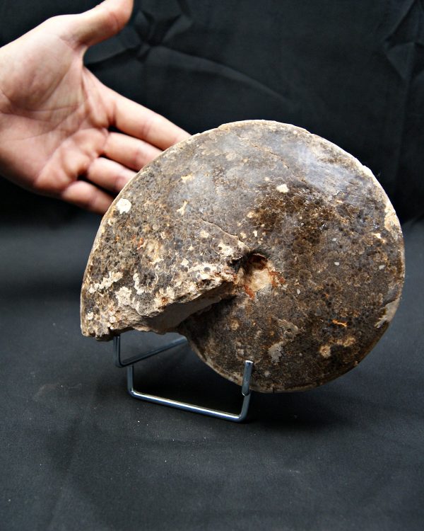 SONY DSC Amonite fósil completo de gran tamaño