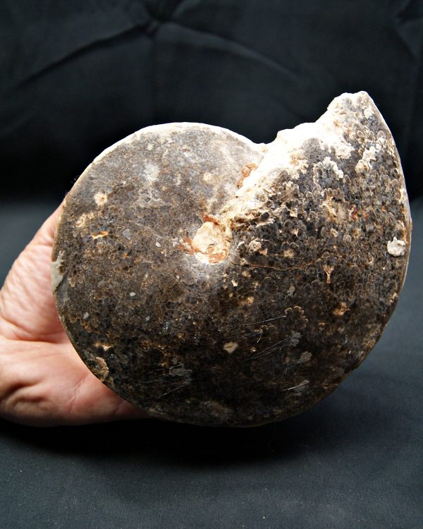 SONY DSC Amonite fósil completo de gran tamaño