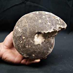 Amonite fósil completo de gran tamaño